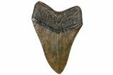 Fossil Megalodon Tooth - South Carolina #310023-1